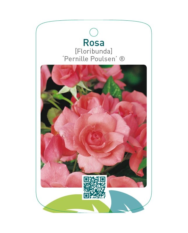 Rosa [Floribunda] ‘Pernille Poulsen’