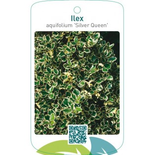 Ilex aquifolium ‘Silver Queen’