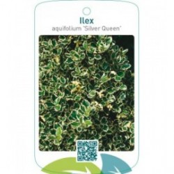 Ilex aquifolium ‘Silver Queen’