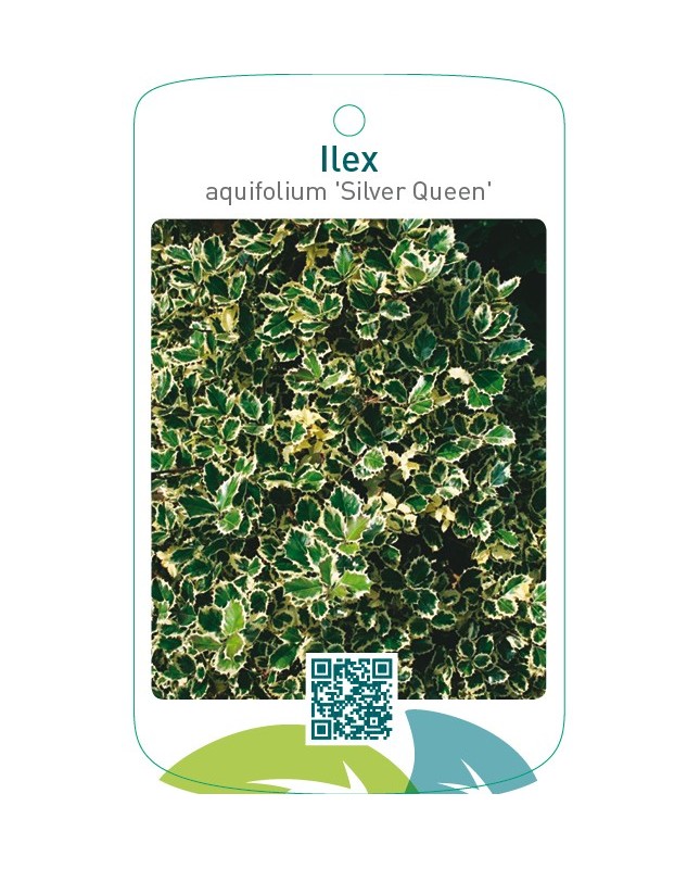 Ilex aquifolium ‘Silver Queen’
