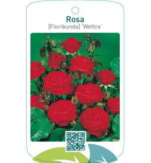 Rosa [Floribunda] ‘Wettra’