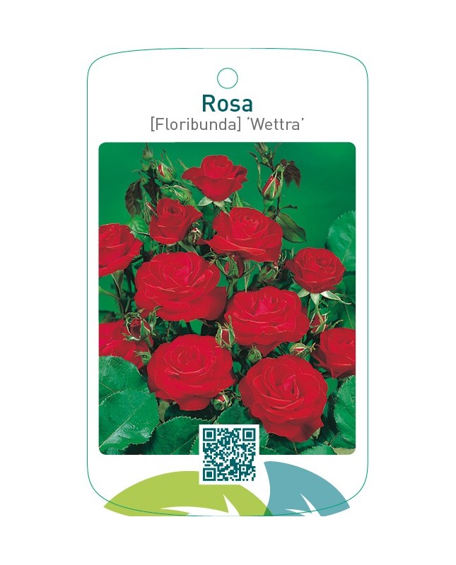 Rosa [Floribunda] ‘Wettra’