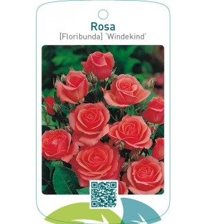 Rosa [Floribunda] ‘Windekind’