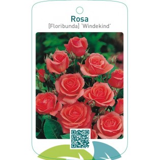 Rosa [Floribunda] ‘Windekind’