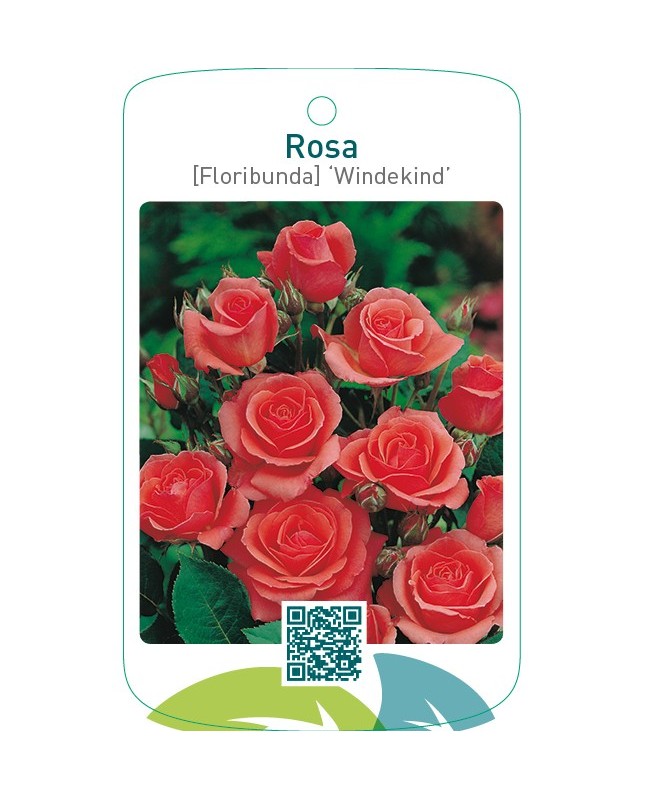 Rosa [Floribunda] ‘Windekind’
