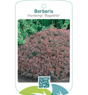 Berberis thunbergii ‘Bagatelle’