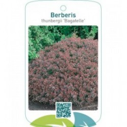 Berberis thunbergii ‘Bagatelle’