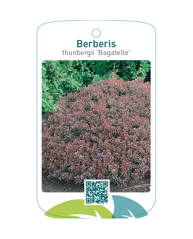 Berberis thunbergii ‘Bagatelle’