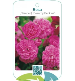 Rosa [Climber] ‘Dorothy Perkins’