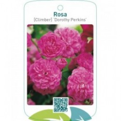 Rosa [Climber] ‘Dorothy Perkins’