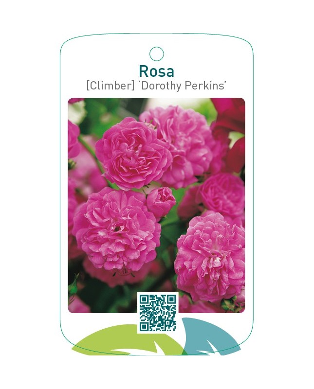 Rosa [Climber] ‘Dorothy Perkins’