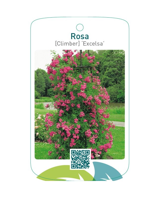 Rosa [Climber] ‘Excelsa’