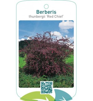 Berberis thunbergii ‘Red Chief’