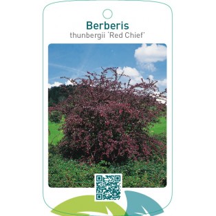 Berberis thunbergii ‘Red Chief’