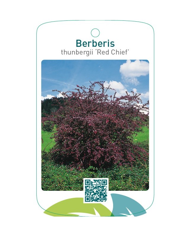 Berberis thunbergii ‘Red Chief’