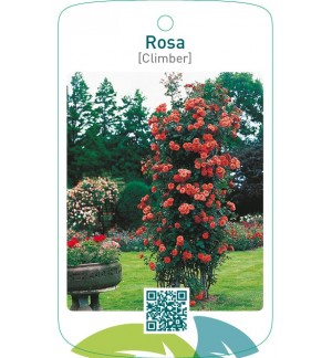 Rosa [Climber]zalm