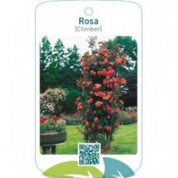 Rosa [Climber]zalm