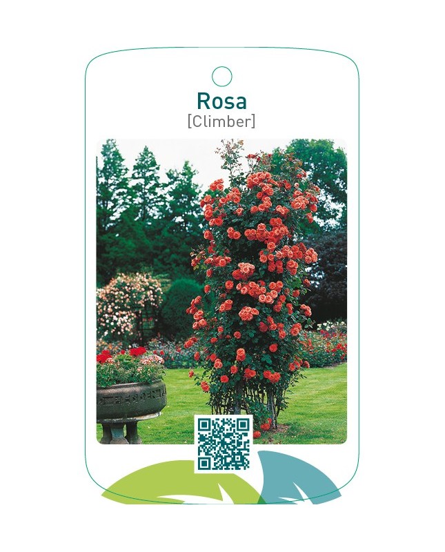 Rosa [Climber]zalm