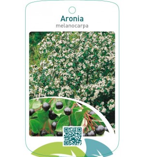 Aronia melanocarpa