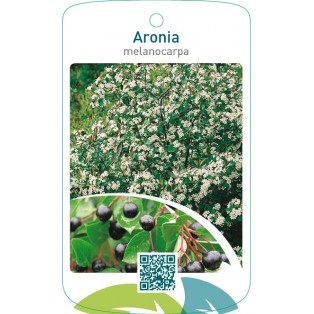 Aronia melanocarpa