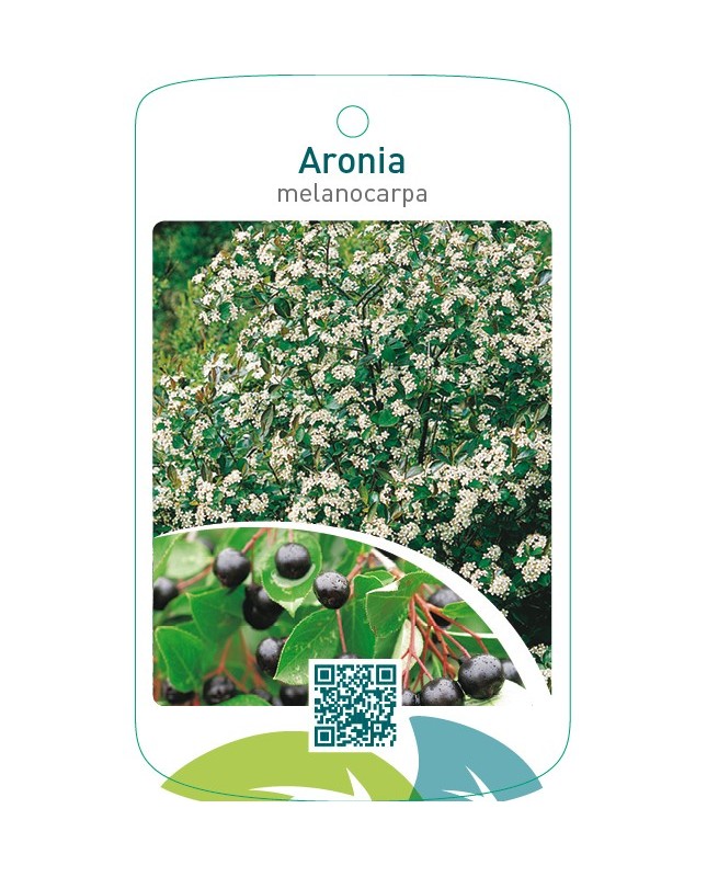 Aronia melanocarpa