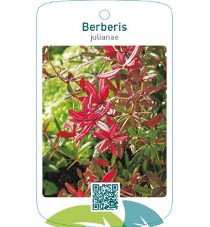 Berberis julianae