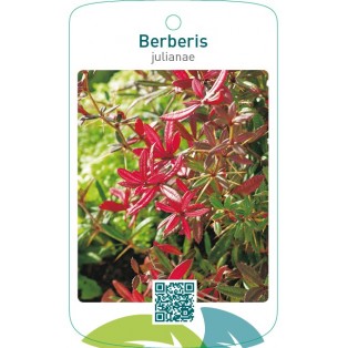 Berberis julianae