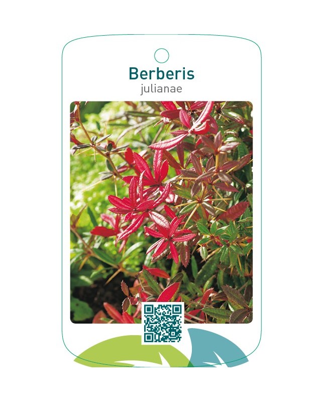 Berberis julianae