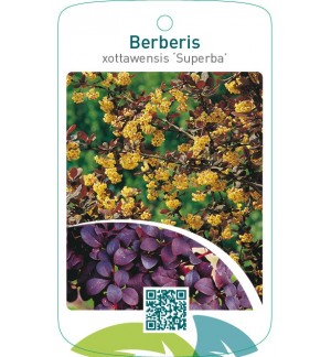 Berberis xottawensis ‘Superba’