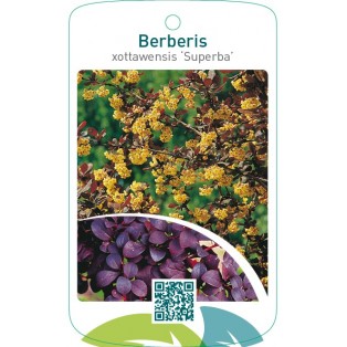 Berberis xottawensis ‘Superba’