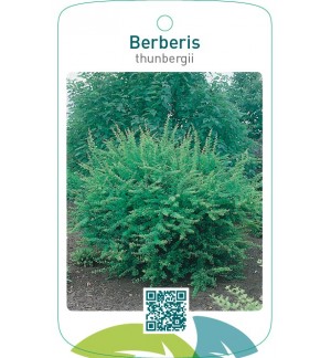 Berberis thunbergii