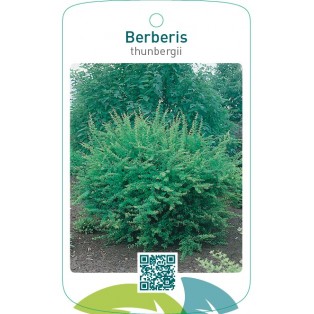 Berberis thunbergii