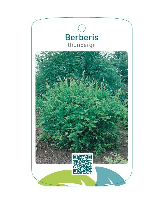 Berberis thunbergii