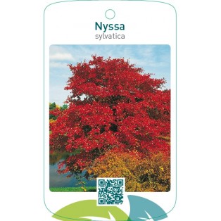 Nyssa sylvatica