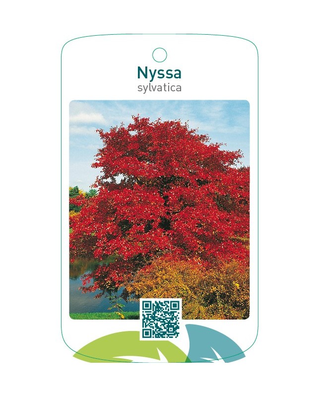 Nyssa sylvatica