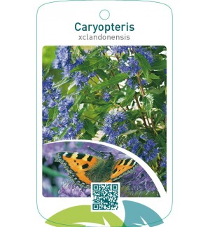 Caryopteris xclandonensis