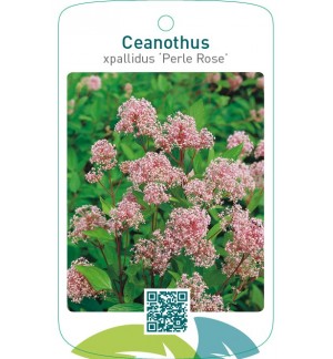 Ceanothus xpallidus ‘Perle Rose’