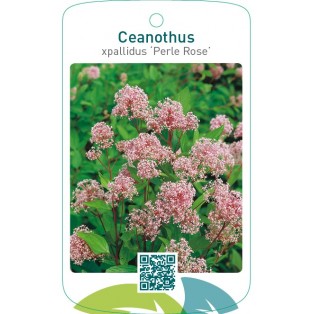 Ceanothus xpallidus ‘Perle Rose’