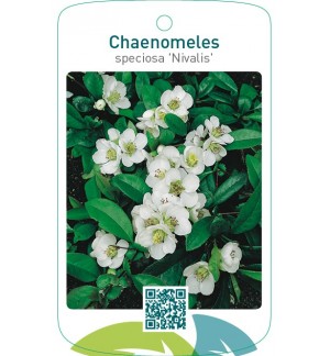 Chaenomeles speciosa ‘Nivalis’