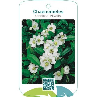 Chaenomeles speciosa ‘Nivalis’