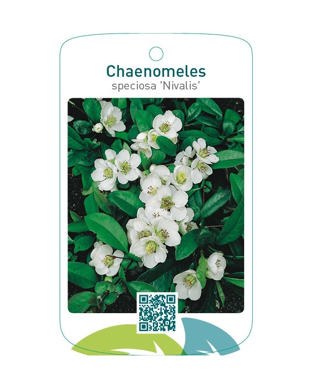 Chaenomeles speciosa ‘Nivalis’