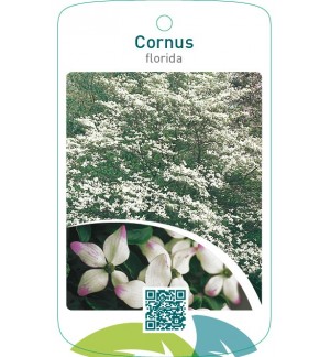 Cornus florida