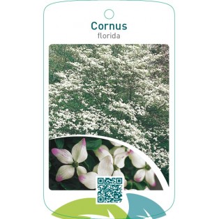 Cornus florida