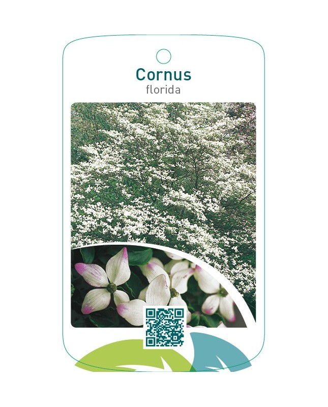 Cornus florida