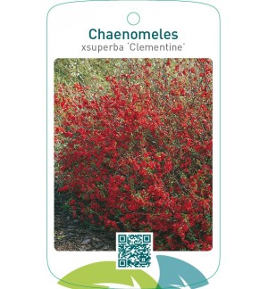 Chaenomeles xsuperba ‘Clementine’