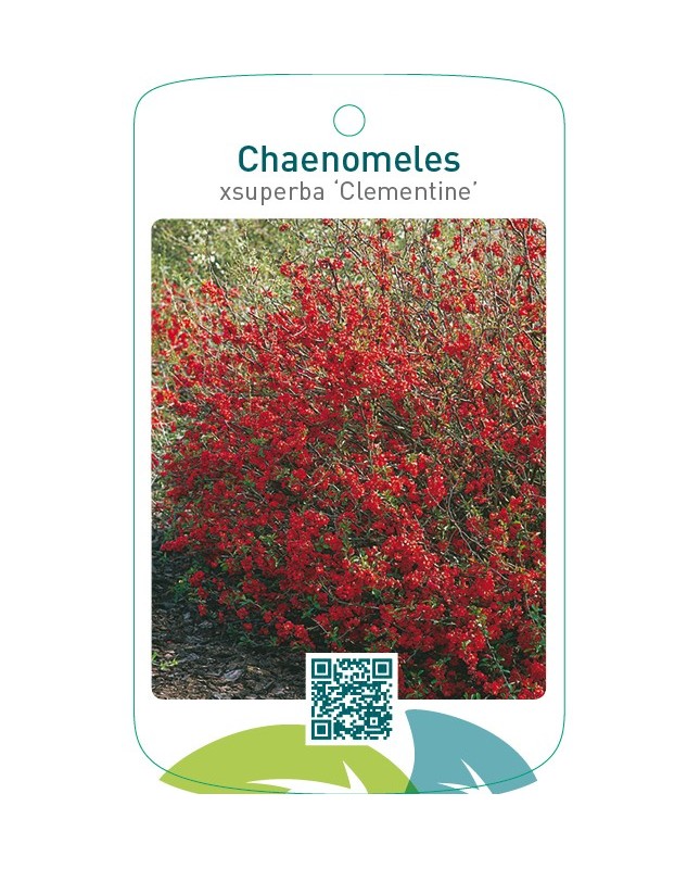 Chaenomeles xsuperba ‘Clementine’