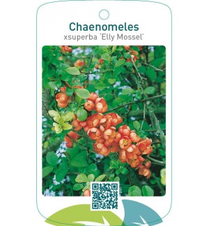 Chaenomeles xsuperba ‘Elly Mossel’