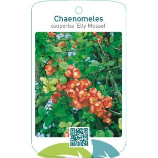 Chaenomeles xsuperba ‘Elly Mossel’
