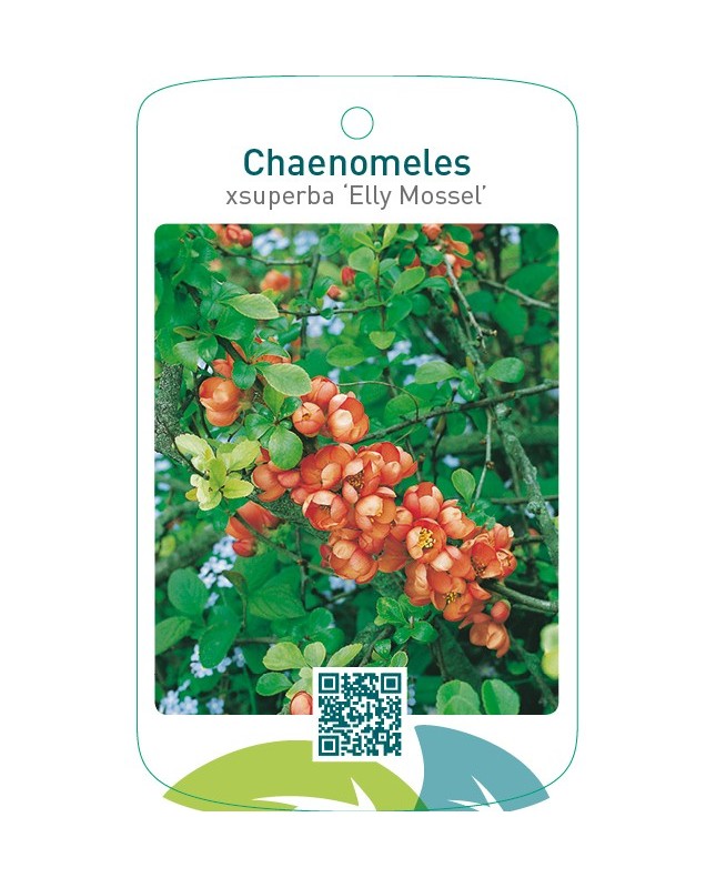 Chaenomeles xsuperba ‘Elly Mossel’