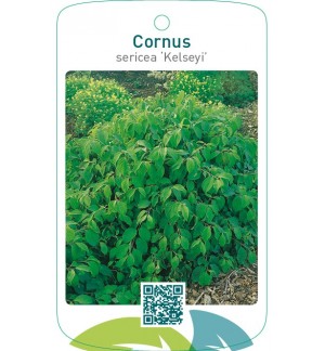 Cornus sericea ‘Kelseyi’